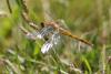 Sympetrum striolatum